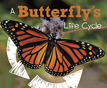 A Butterfly's Life Cycle (Paperback)