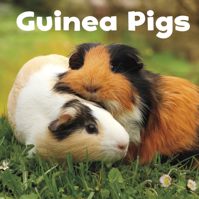 Our Pets:Guinea Pigs(Paperback)