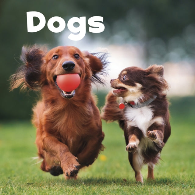 Our Pets:Dogs (Paperback)