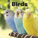 Our Pets:Birds (Paperback)