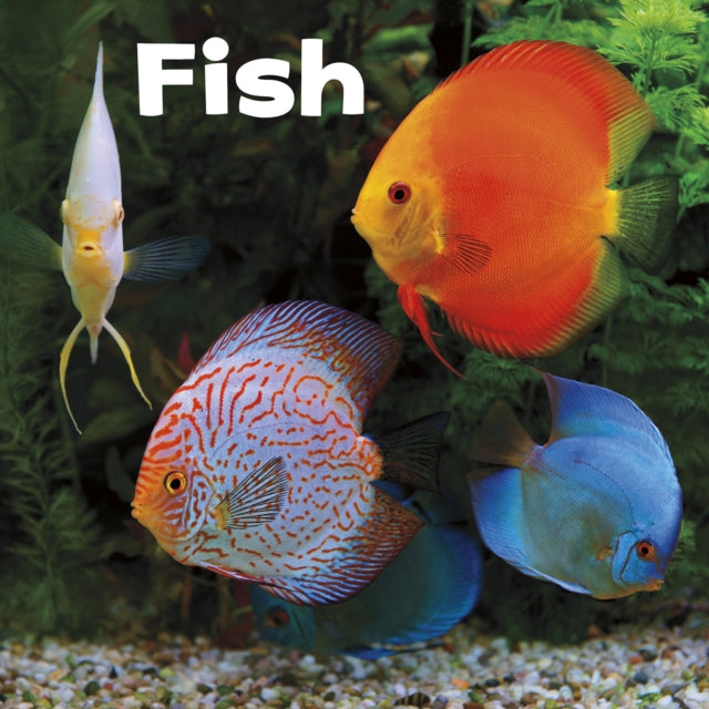 Our Pets:Fish (Paperback)