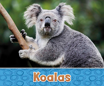 Koalas (Paperback)