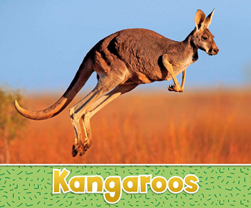 Kangaroos (Paperback)