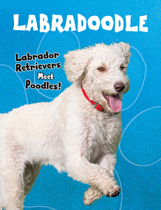 Labradoodle (Paperback)