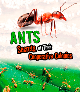 Amazing Animal Colonies:Ants(PB)