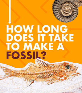 How Long Does It Take?:How Long Does It Take to Make a Fossil?(PB)