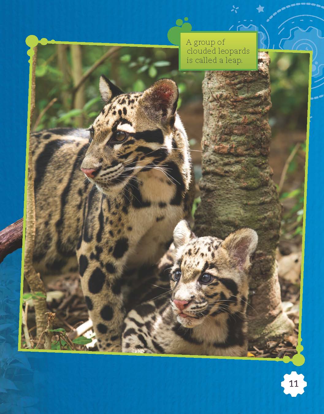 Raising Clouded Leopards (Grade 3)
