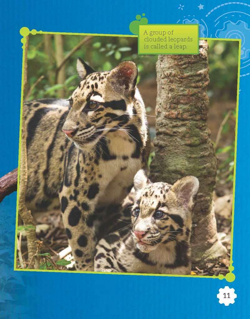 Raising Clouded Leopards (Grade 3)