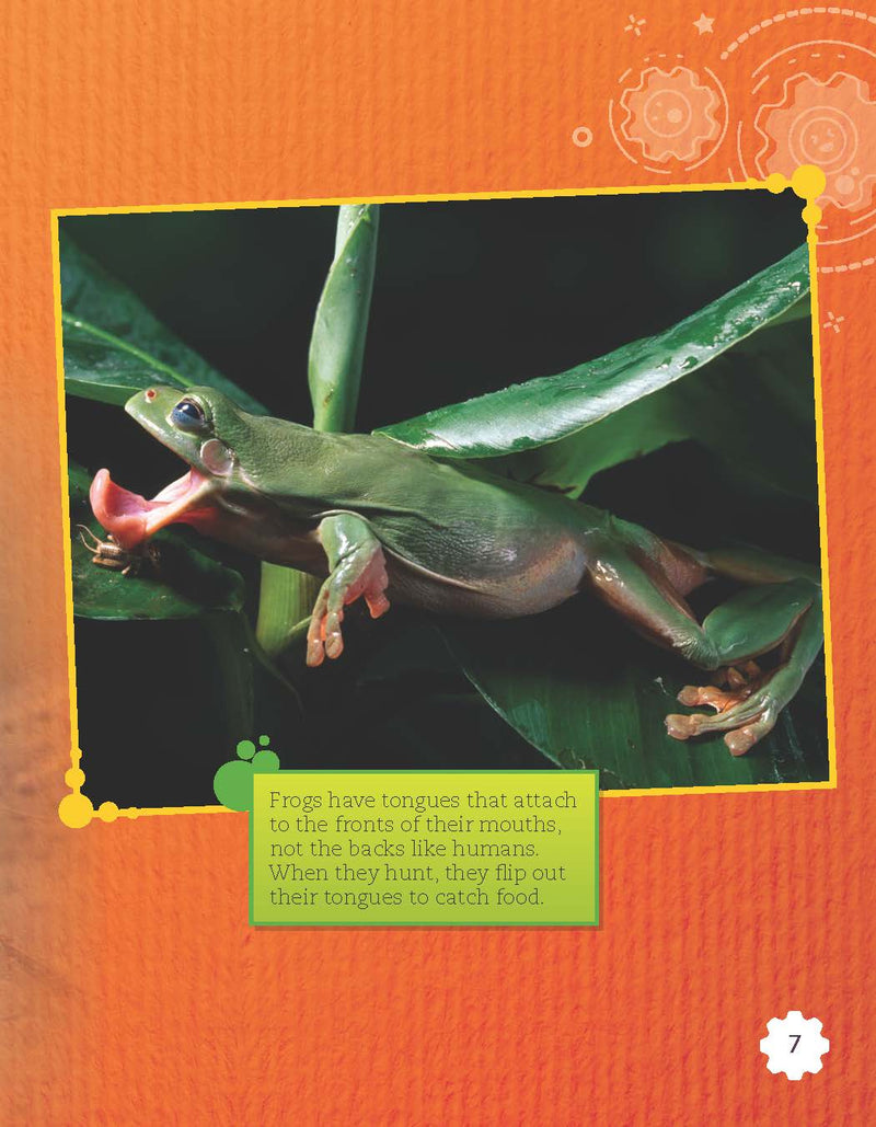 Amphibian Rescue(Grade 3)