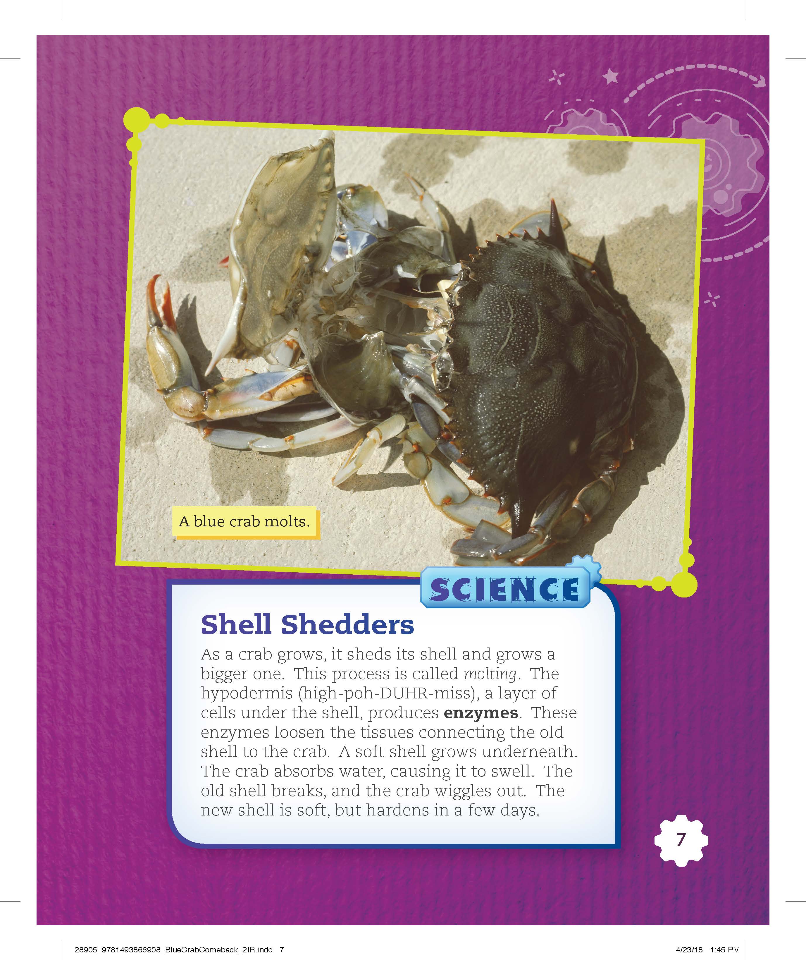 Blue Crab Comeback (Grade 3)