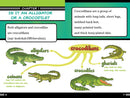 Alligators and Crocodiles Can't Chew!: And Other Amazing Facts (Ready-to-Read Level 2)