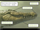 Alligators and Crocodiles Can't Chew!: And Other Amazing Facts (Ready-to-Read Level 2)