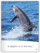 My World: Animals in the Sea