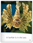 My World: Animals in the Sea