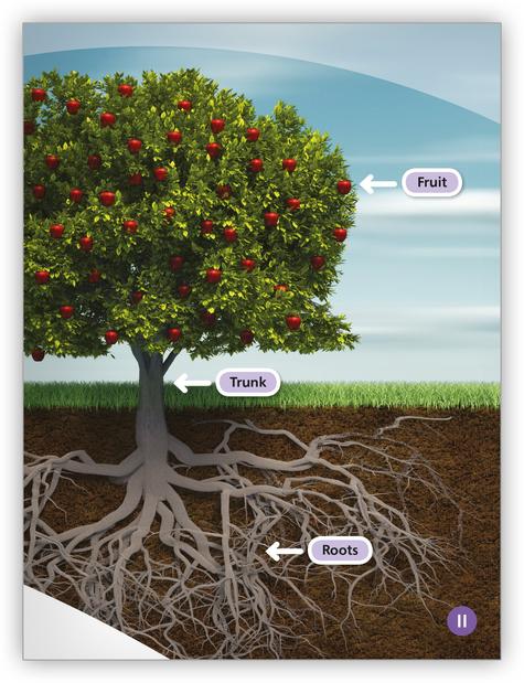My World: Growing Things Big Book
