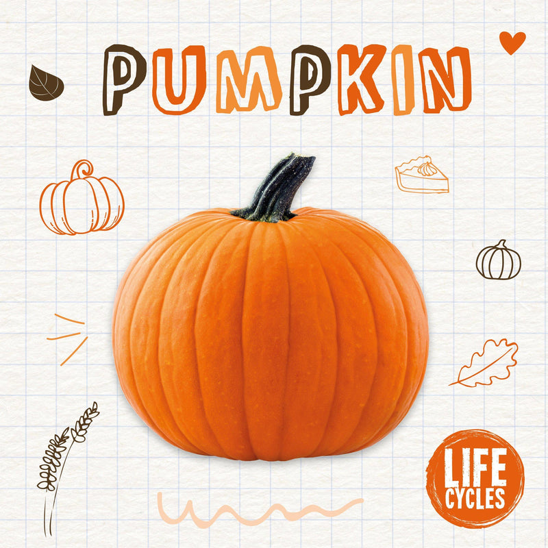 Life Cycles: Pumpkin-PB