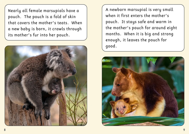 BookLife Accessible Readers: The Lives of Marsupials