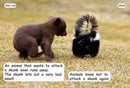 Red Rocket Early Level 4 Non Fiction C (Level 13): Animal Defenses