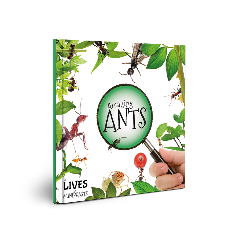 Lives of Minibeasts: Amazing Ants