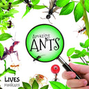 The Lives of Mini Beasts:Amazing Ants(HB)