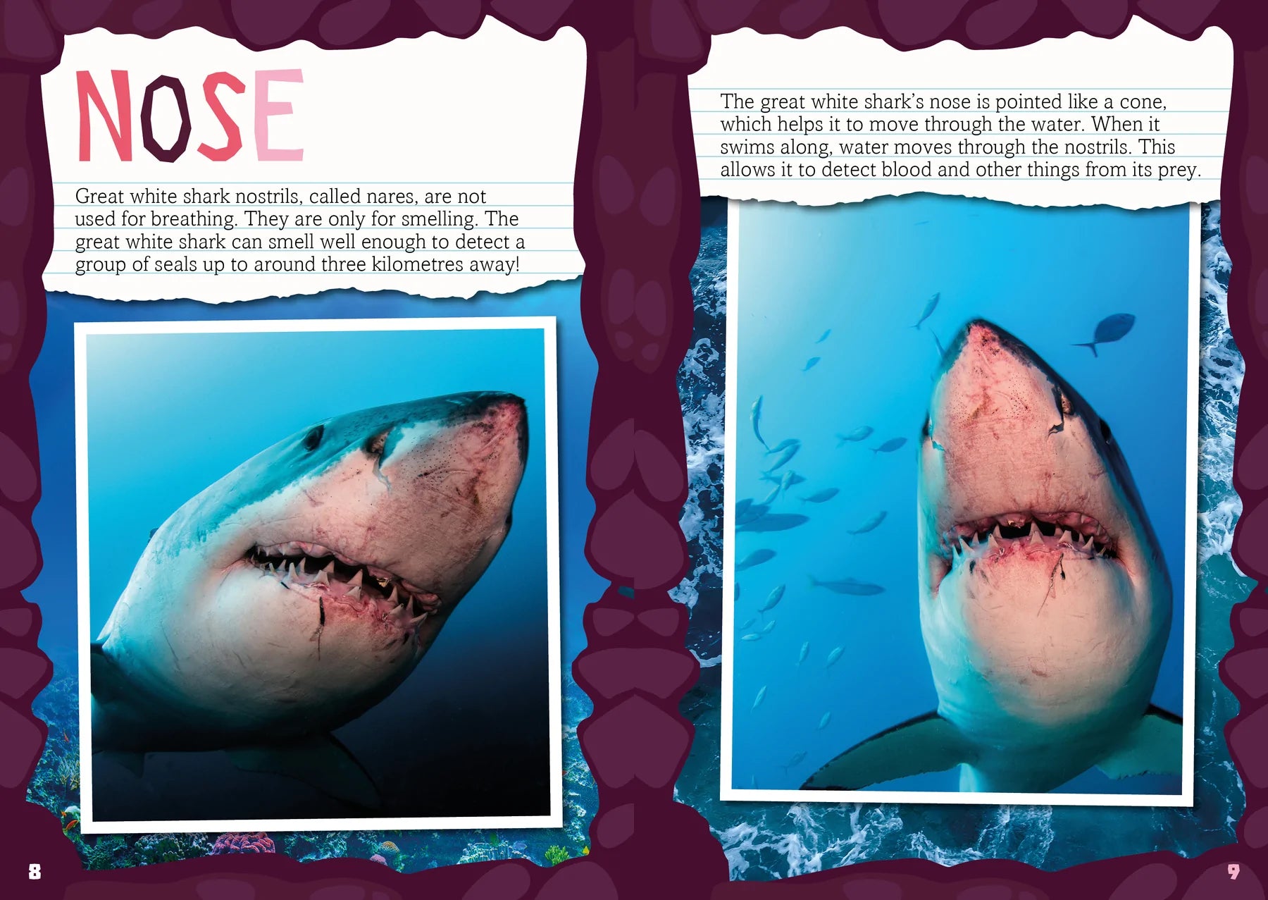 BookLife Freedom Readers: Teeth to Tail of a Great White Shark