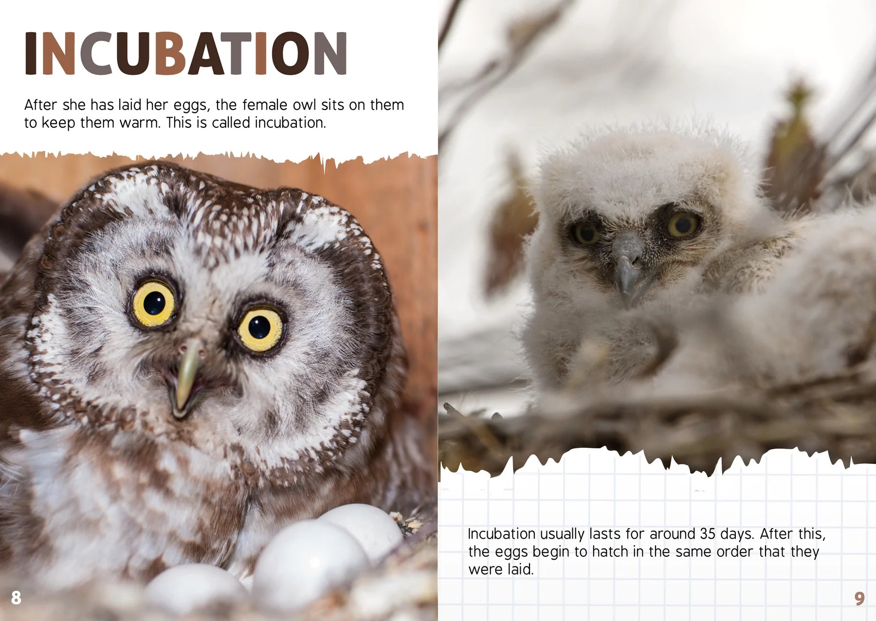 BookLife Freedom Readers: An Owl's Life Cycle