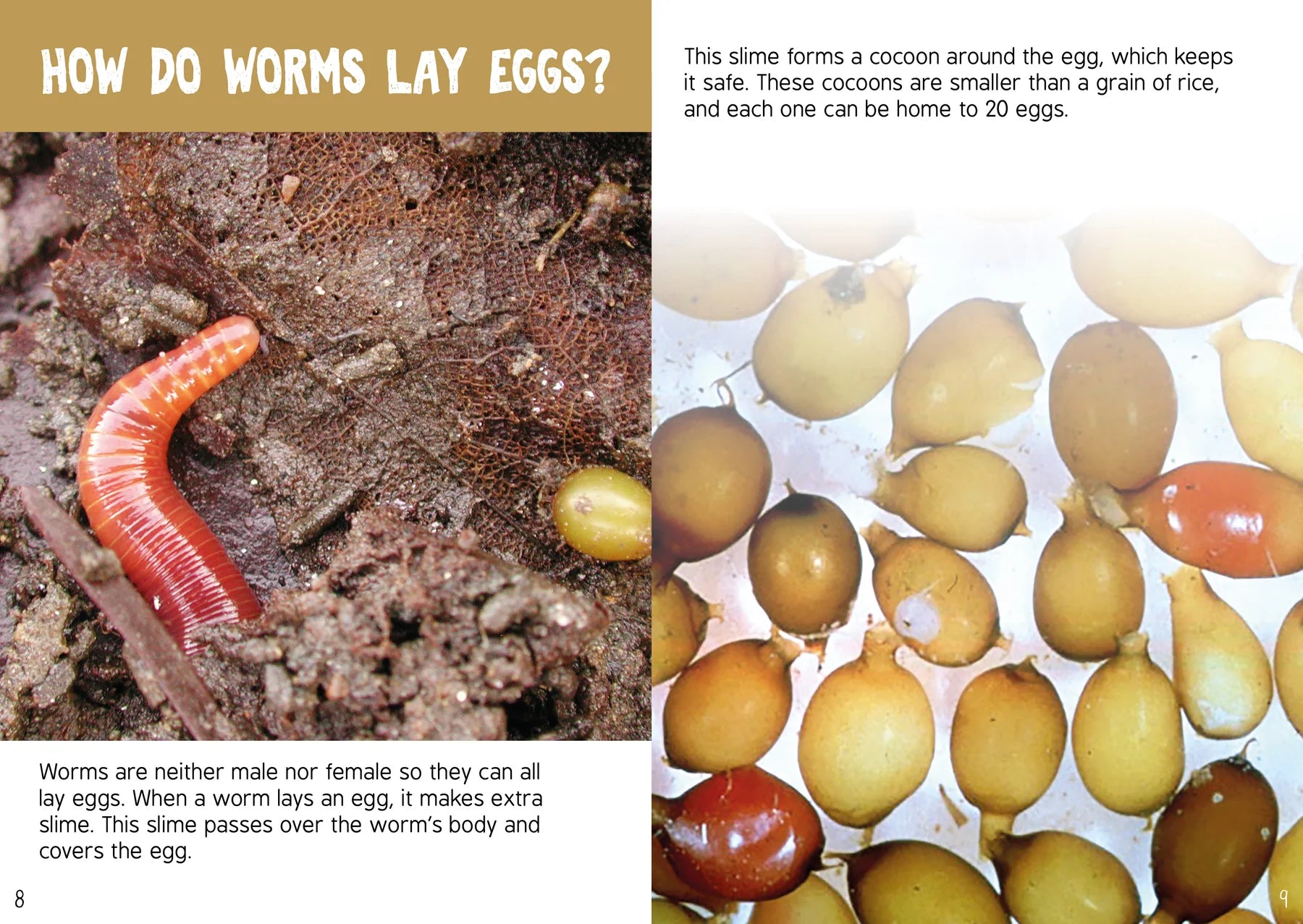 BookLife Freedom Readers: Learning about Worms