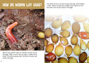 BookLife Freedom Readers: Learning about Worms