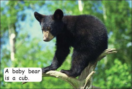 Red Rocket Emergent Non Fiction B (Level 1): Baby Animals