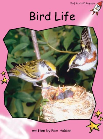 Red Rocket Pre-Reading Non Fiction B (Level 1): Bird Life