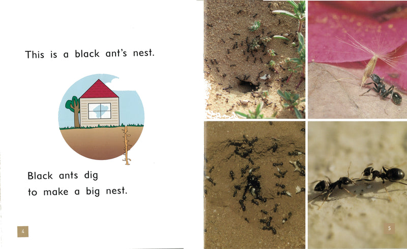 FS Level 5: Ant Nests