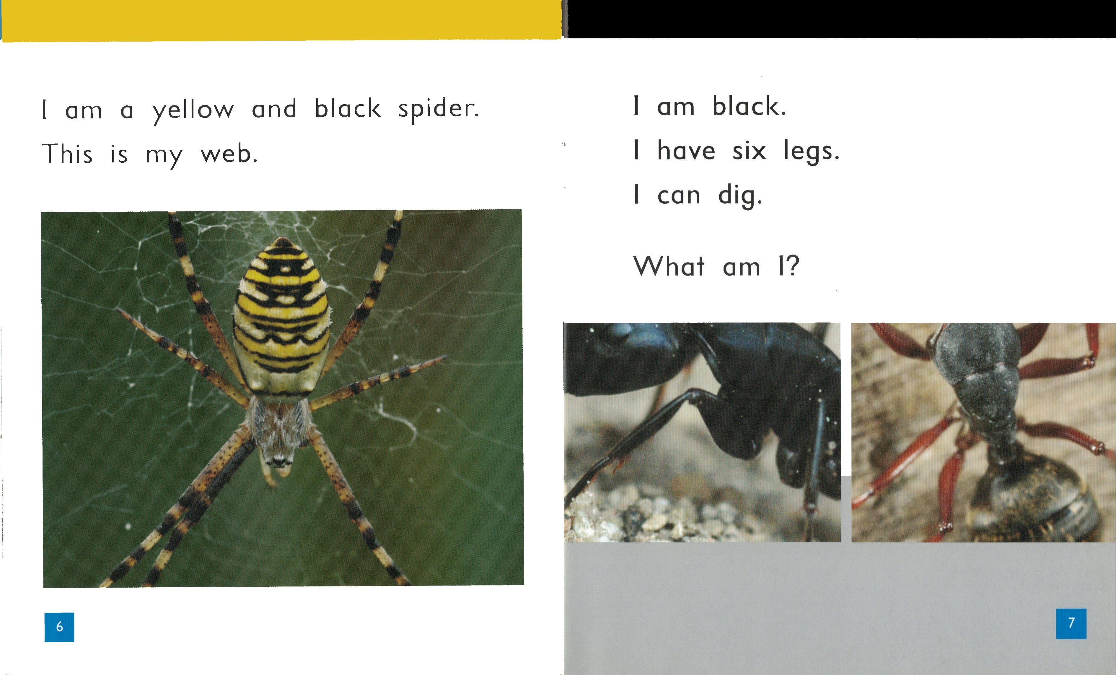 FS Level 5: Lots of Legs