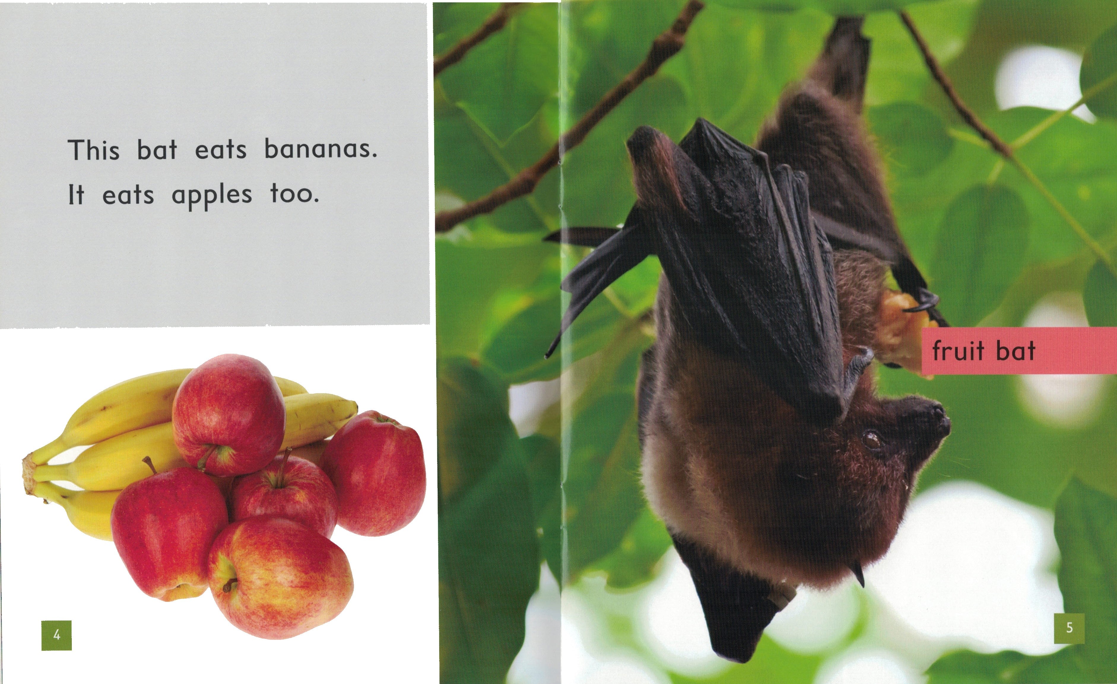 FS Level 5: What Do Bats Eat?