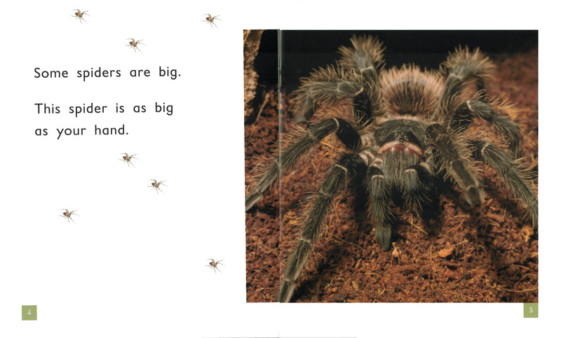 FS Level 6: Spiders