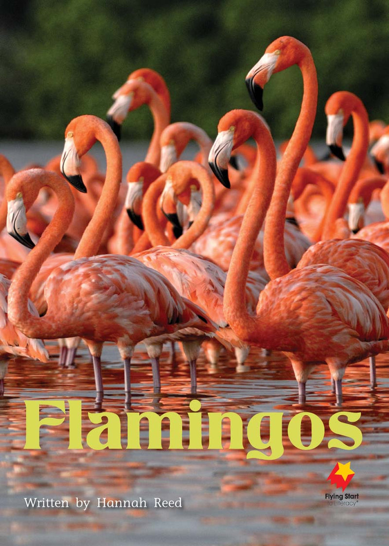 FS Level 16: Flamingos