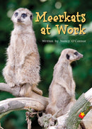 FS Level 21: Meerkats at Work