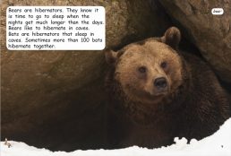 Red Rocket Fluency Level 2 Non Fiction C (Level 17): Hibernation
