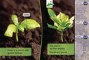 Key Links Yellow Book 14, Level 7: It Started With a Plant