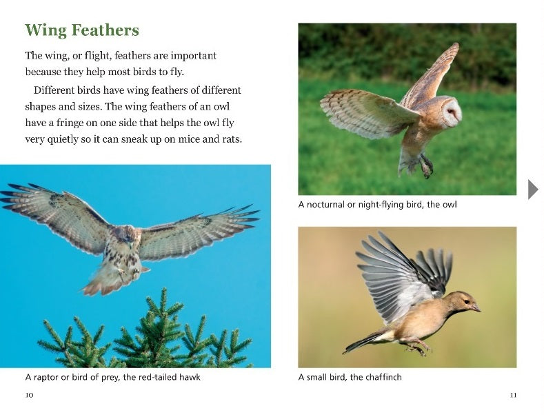 Sunshine Classics Level 21: Feathers and Flight