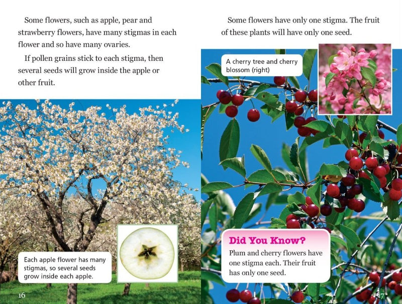 Sunshine Classics Level 24: From Flowers to Fruit
