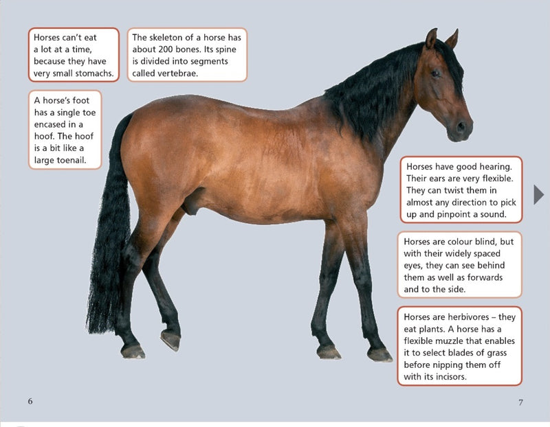Sunshine Classics Level 30: The Horse