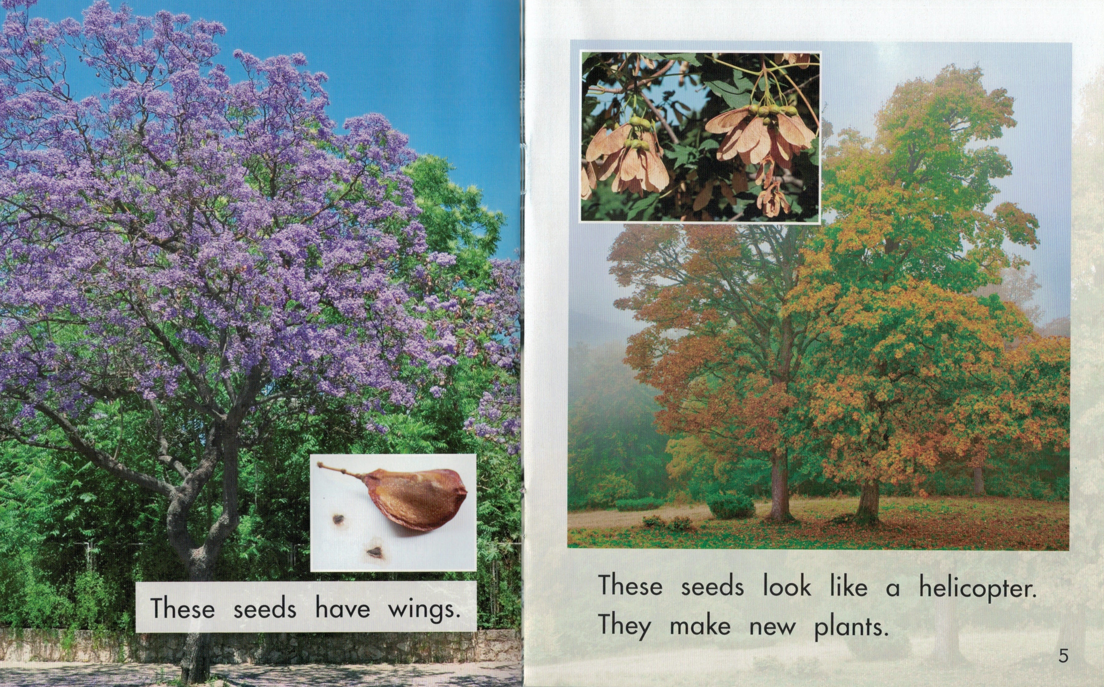 Sunshine Starters Level 8: How Seeds Spread