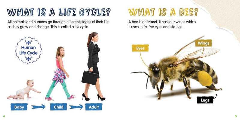 Life Cycles: Honey Bee-PB