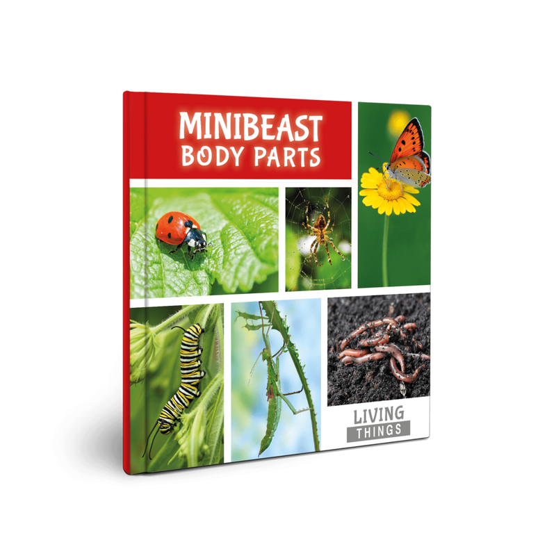 Living Things: Minibeast Body Parts