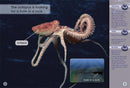 Key Links Yellow Book 6, Level 6: Octopus Mother