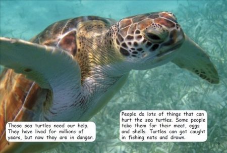 Red Rocket Fluency Level 1 Non Fiction C (Level 16): Saving Sea Turtles