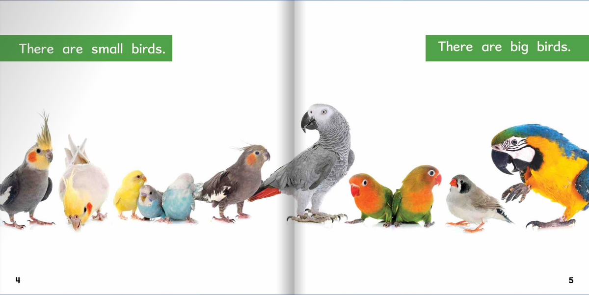 Ready Readers:Bird