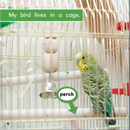 Ready Readers:Bird