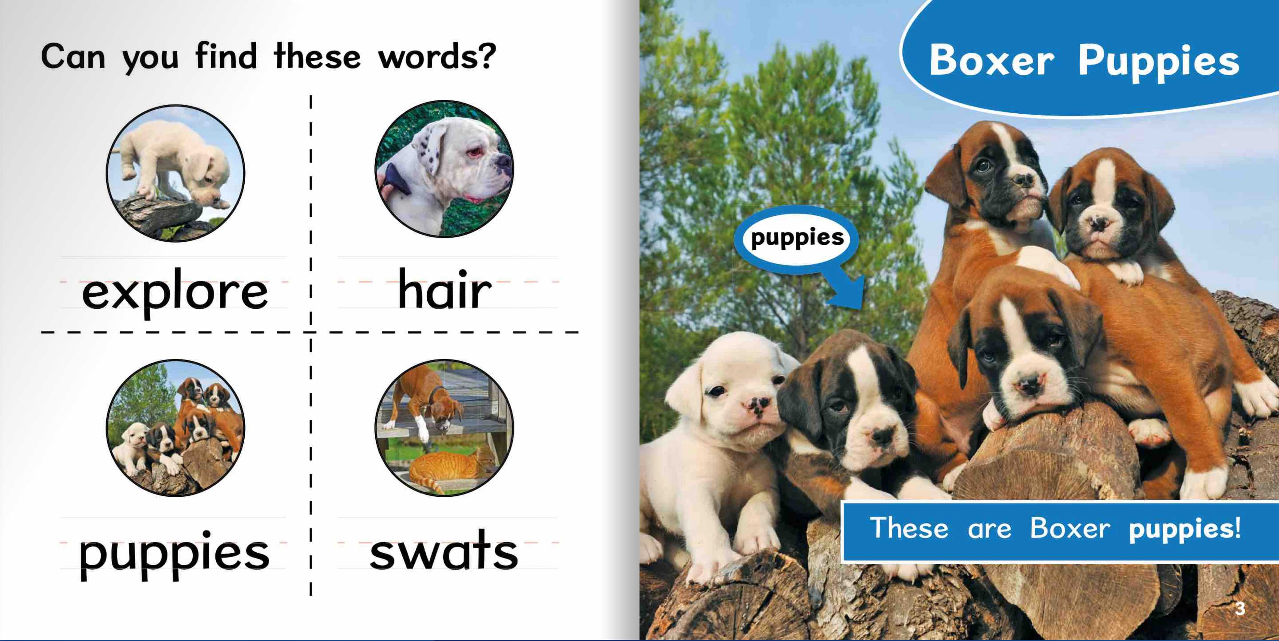 Ready Readers:Boxer Puppies