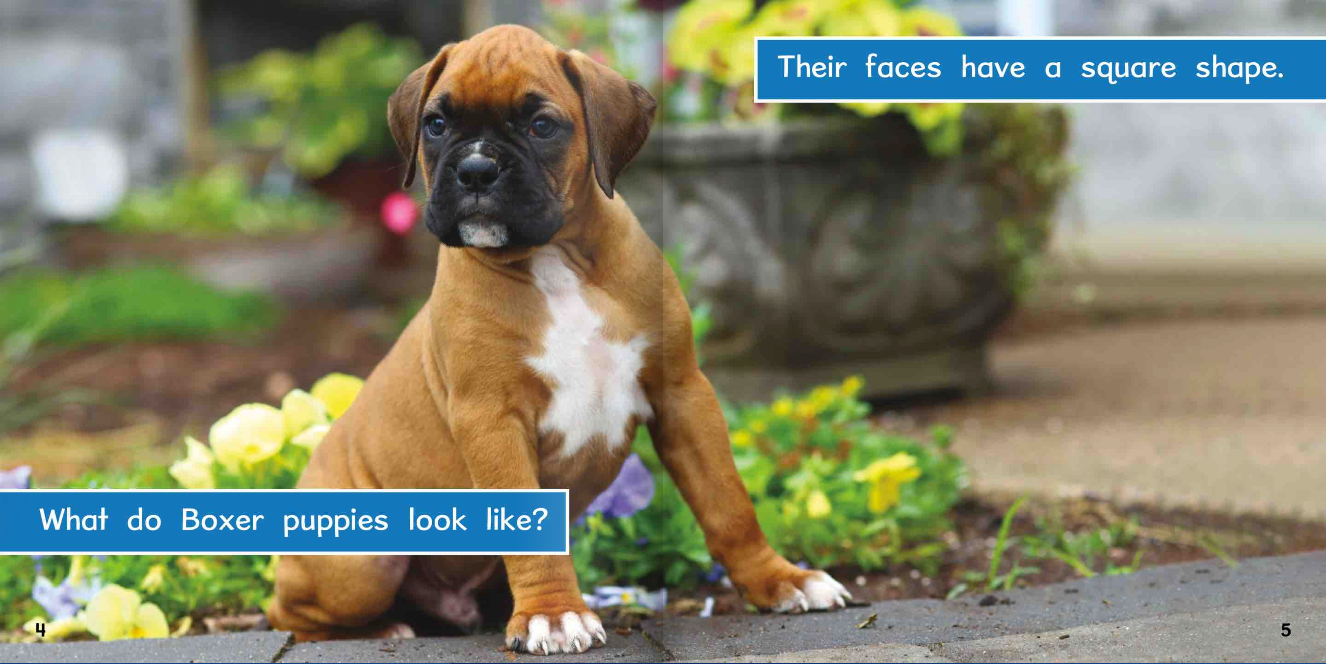 Ready Readers:Boxer Puppies
